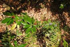 Phlogacanthus thyrsiformis